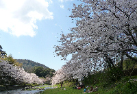 大沢温泉の桜