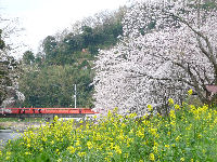 大沢温泉の桜