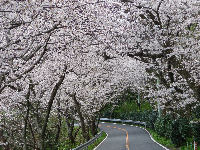 室岩洞付近の桜