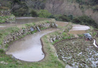 棚田代掻き作業