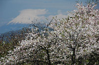 桜と富士山