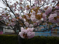 八重桜