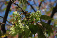 御衣黄桜の花