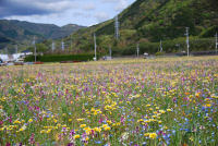 花畑