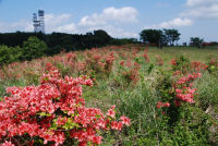 山ツツジ 山ツツジ