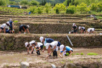 松崎小学校田植え体験