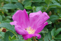 ハマナスの花 ハマナスの花