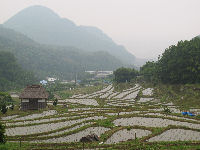 今日の石部棚田