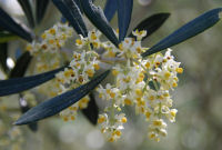 オリーブの花 オリーブの花