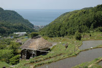 今日の石部棚田