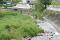 アユ友釣り解禁