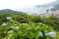 牛原山のアジサイ