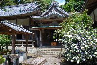 アメリカンジャスミン