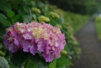 那賀川沿いのアジサイ