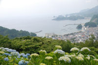 牛原山アジサイ