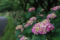 那賀川アジサイ