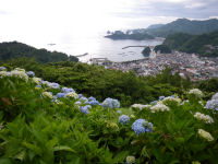 牛原山のアジサイ