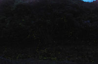 雲見地区のホタル