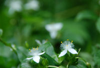 トキワツユクサ