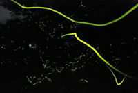 明伏地区のホタル