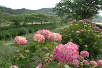 那賀バイパスのアジサイ