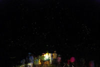 雲見花沢園地のホタル