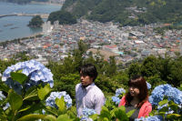 牛原山のアジサイ