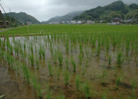 中耕地のイネ