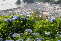 牛原山のアジサイ