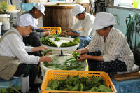 桜葉の漬け込み作業