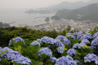 牛原山のアジサイ