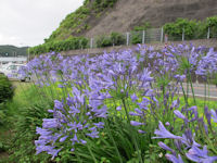 外部海岸のアガパンサス