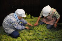 桜葉の漬け込み作業