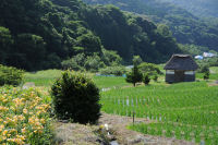 棚田のヘメロカリス