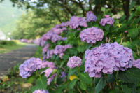 那賀バイパスアジサイ