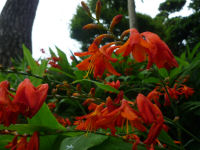 ヒメオウギスイセン