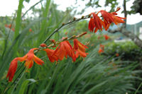 ヒメオオギスイセン