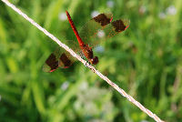 棚田の赤とんぼ