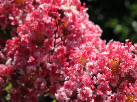 サルスベリの花