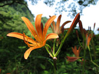 キツネノカミソリ