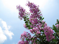 サルスベリの花