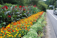 小杉原コスモス