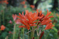 キツネノカミソリ