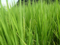 今日の石部の棚田