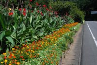 花壇コンクール最優秀賞