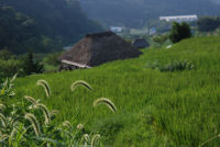 アキノエノコログサ