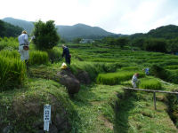 棚田草刈り作業