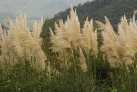 パンパスグラス