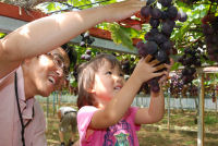 ぶどう狩り園オープン