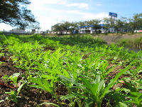 那賀川のコスモス